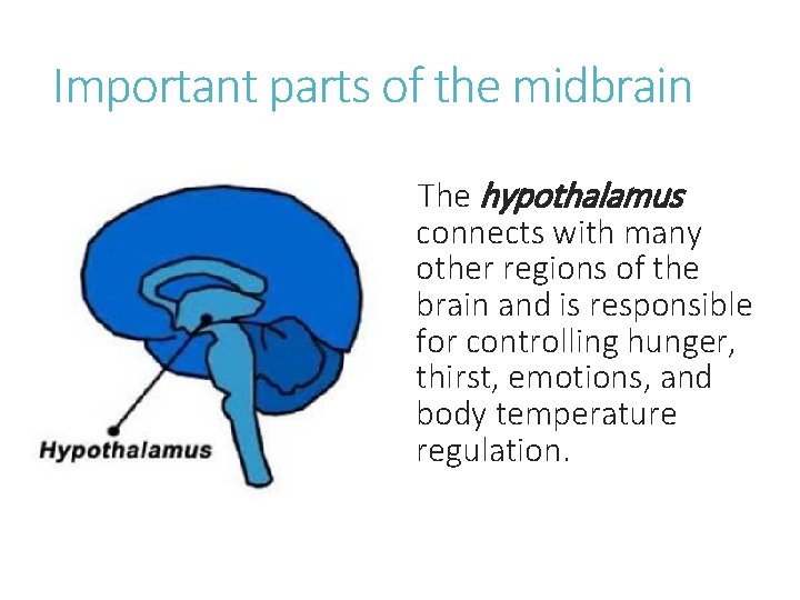 Important parts of the midbrain The hypothalamus connects with many other regions of the
