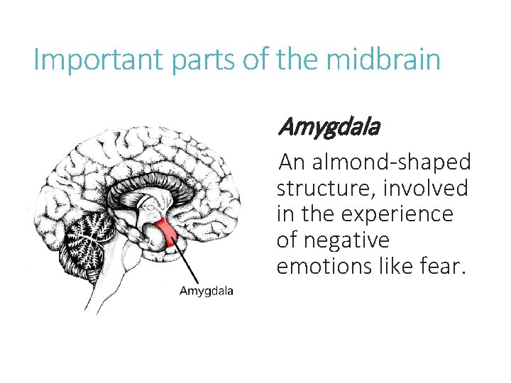 Important parts of the midbrain Amygdala An almond-shaped structure, involved in the experience of