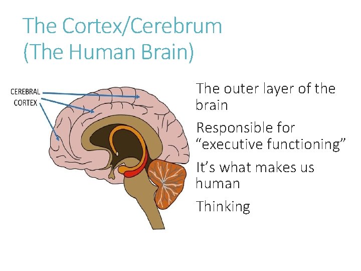 The Cortex/Cerebrum (The Human Brain) The outer layer of the brain Responsible for “executive