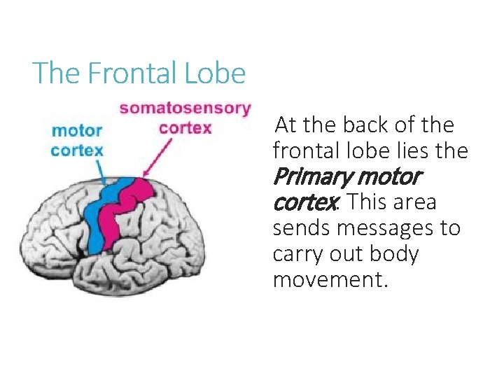 The Frontal Lobe At the back of the frontal lobe lies the Primary motor