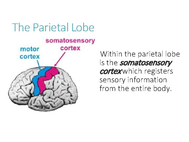 The Parietal Lobe Within the parietal lobe is the somatosensory cortex which registers sensory