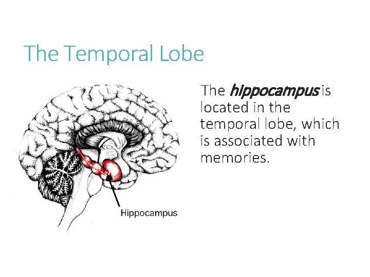 The Temporal Lobe The hippocampus is located in the temporal lobe, which is associated