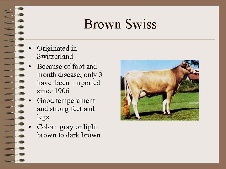 Brown Swiss • Originated in Switzerland • Because of foot and mouth disease, only