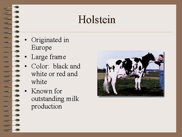 Holstein • Originated in Europe • Large frame • Color: black and white or