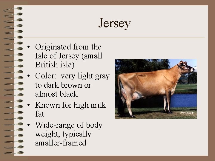 Jersey • Originated from the Isle of Jersey (small British isle) • Color: very