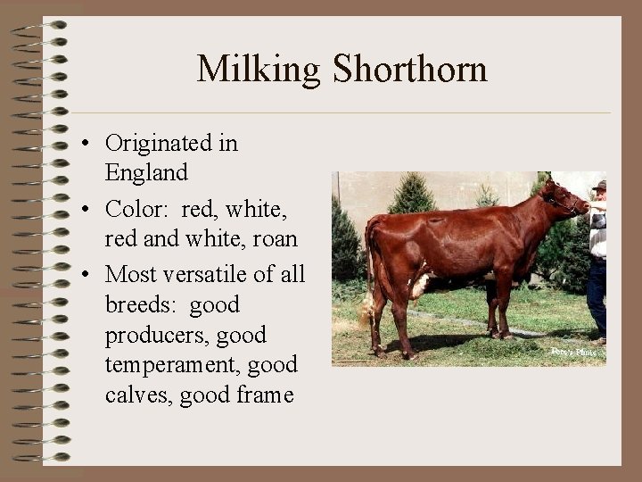 Milking Shorthorn • Originated in England • Color: red, white, red and white, roan