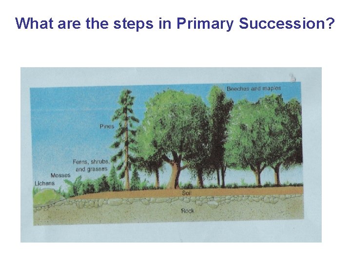 What are the steps in Primary Succession? 