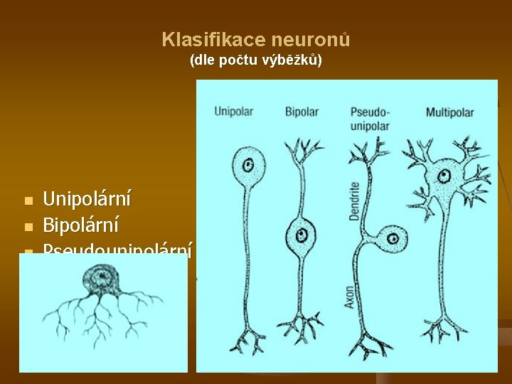 Klasifikace neuronů (dle počtu výběžků) n n n Unipolární Bipolární Pseudounipolární Multipolární (Amakrinní) 