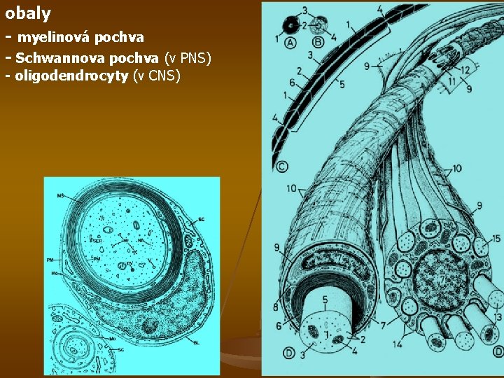obaly - myelinová pochva - Schwannova pochva (v PNS) - oligodendrocyty (v CNS) 