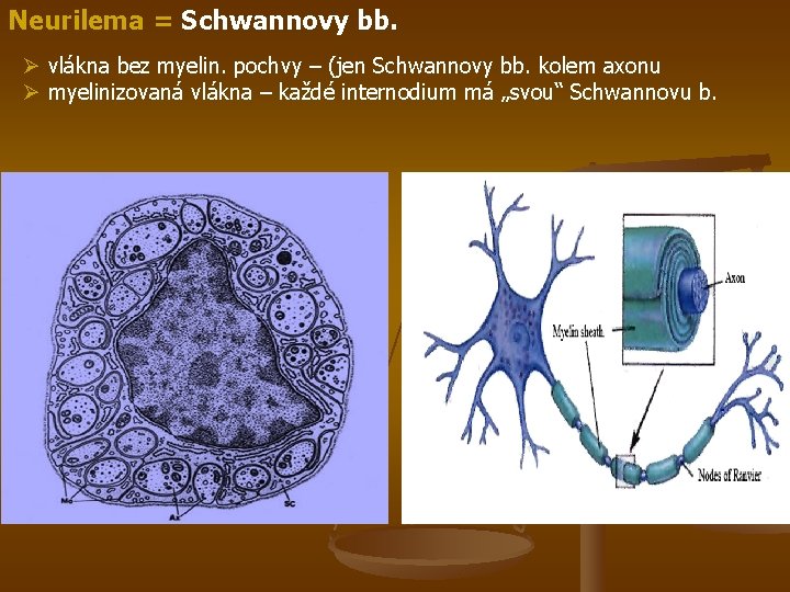 Neurilema = Schwannovy bb. Ø vlákna bez myelin. pochvy – (jen Schwannovy bb. kolem