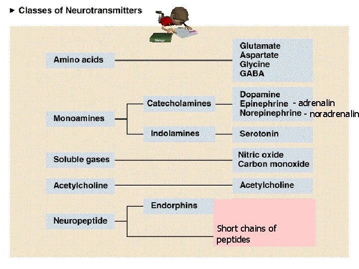 - adrenalin - noradrenalin Short chains of peptides 