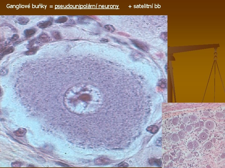 Gangliové buňky = pseudounipolární neurony + satelitní bb 