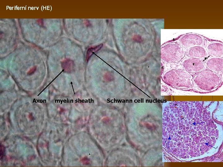 Periferní nerv (HE) Axon myelin sheath Schwann cell nucleus 