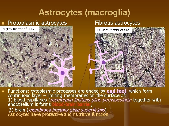 Astrocytes (macroglia) n Protoplasmic astrocytes Fibrous astrocytes In gray matter of CNS n In
