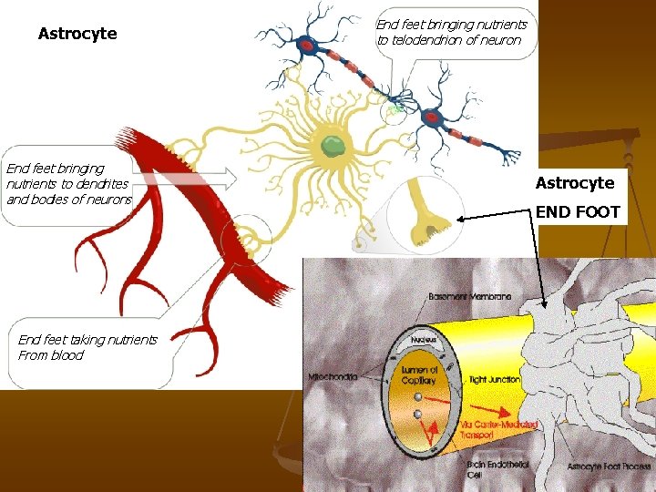 Astrocyte End feet bringing nutrients to dendrites and bodies of neurons End feet taking