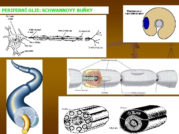 PERIFERNÍ GLIE: SCHWANNOVY BUŇKY 