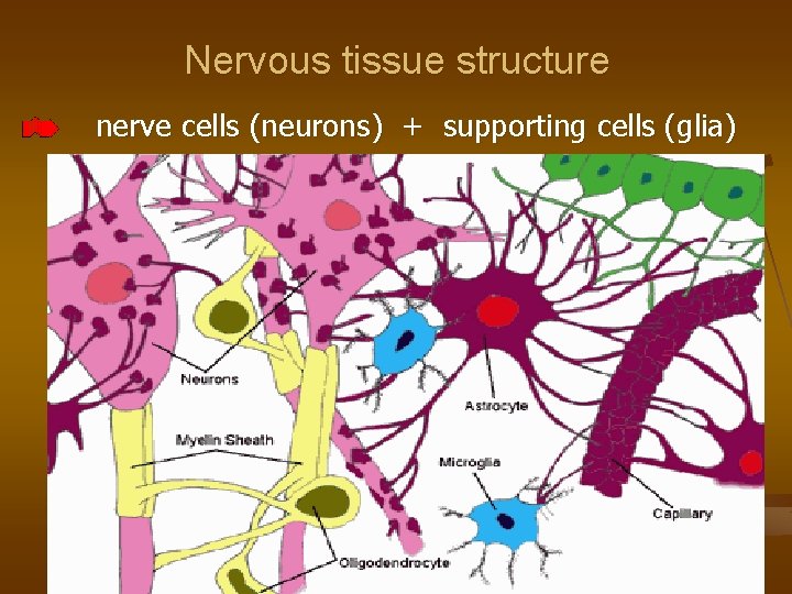 Nervous tissue structure nerve cells (neurons) + supporting cells (glia) 