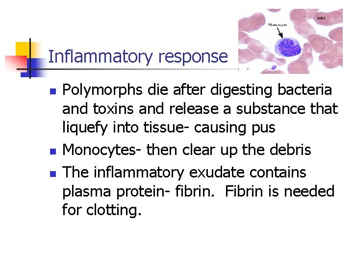 Inflammatory response n n n Polymorphs die after digesting bacteria and toxins and release