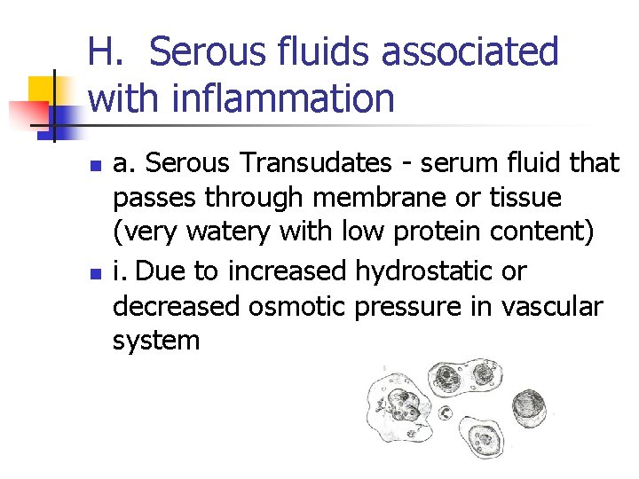 H. Serous fluids associated with inflammation n n a. Serous Transudates - serum fluid