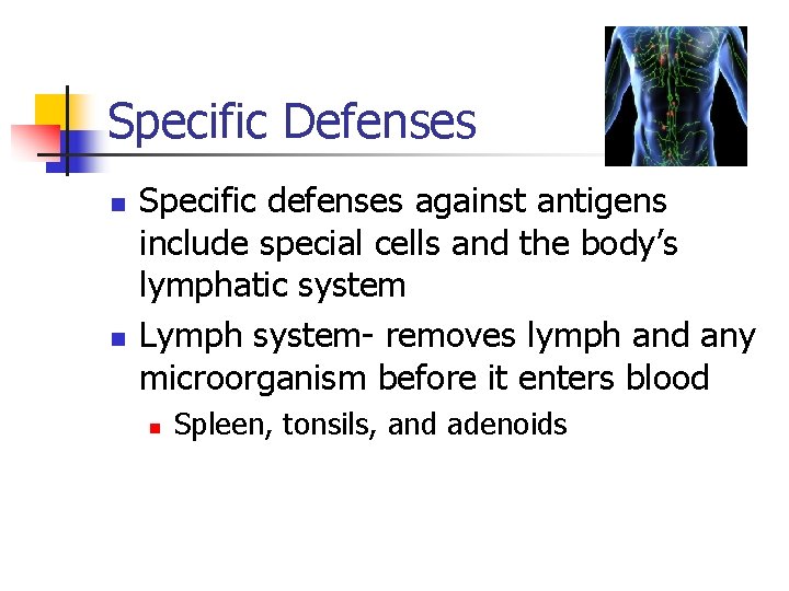 Specific Defenses n n Specific defenses against antigens include special cells and the body’s