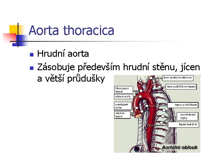 Aorta thoracica n n Hrudní aorta Zásobuje především hrudní stěnu, jícen a větší průdušky