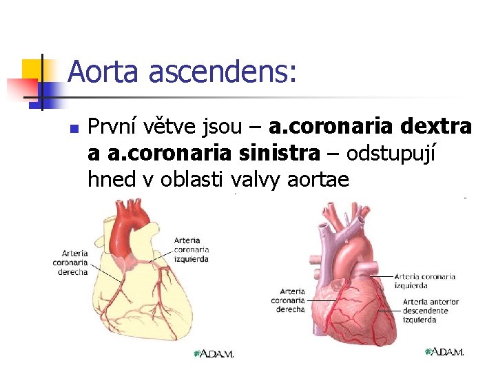 Aorta ascendens: n První větve jsou – a. coronaria dextra a a. coronaria sinistra