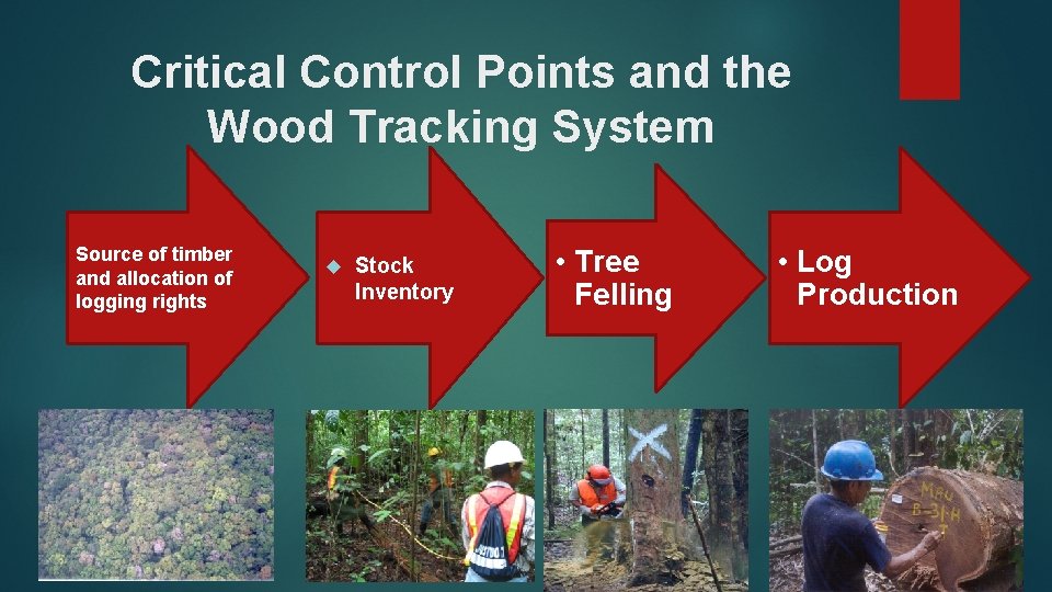 Critical Control Points and the Wood Tracking System Source of timber and allocation of