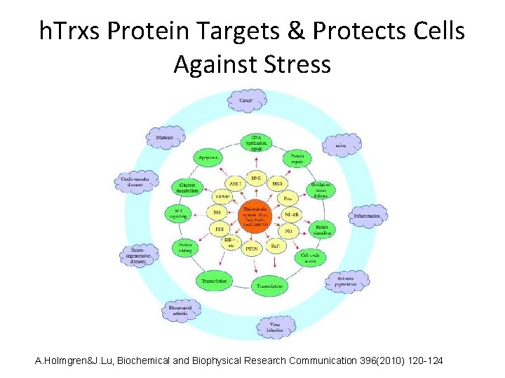 h. Trxs Protein Targets & Protects Cells Against Stress A. Holmgren&J. Lu, Biochemical and