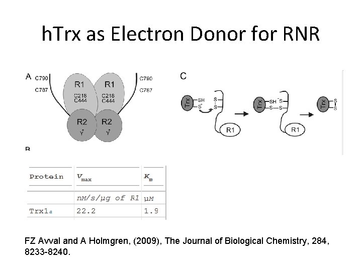 h. Trx as Electron Donor for RNR FZ Avval and A Holmgren, (2009), The