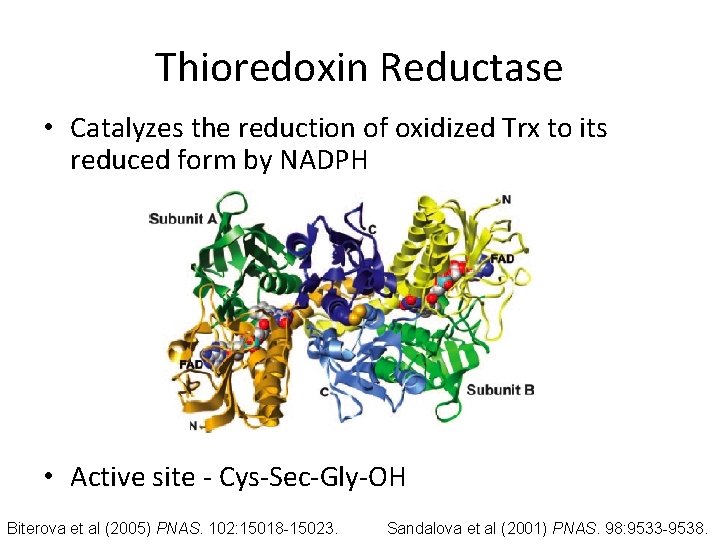 Thioredoxin Reductase • Catalyzes the reduction of oxidized Trx to its reduced form by