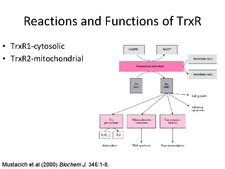 Reactions and Functions of Trx. R • Trx. R 1 -cytosolic • Trx. R