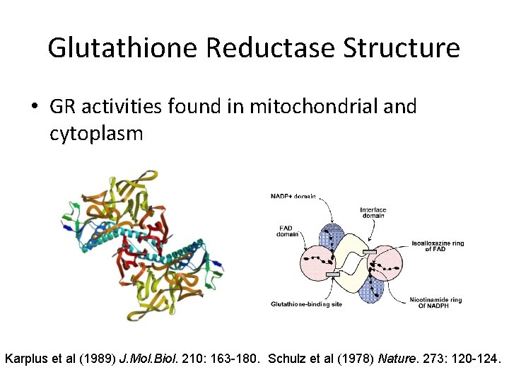 Glutathione Reductase Structure • GR activities found in mitochondrial and cytoplasm Karplus et al