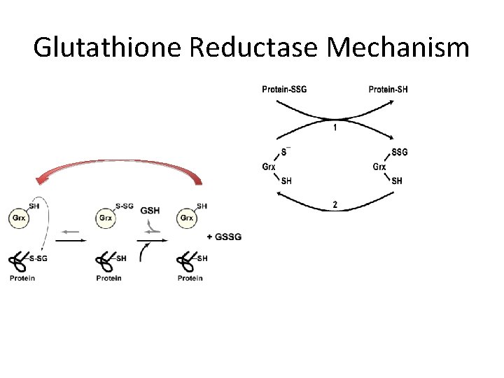 Glutathione Reductase Mechanism 