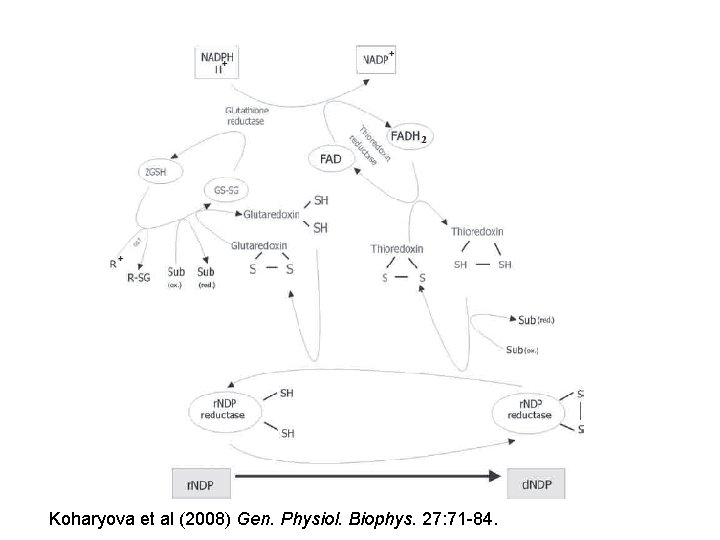 Koharyova et al (2008) Gen. Physiol. Biophys. 27: 71 -84. 