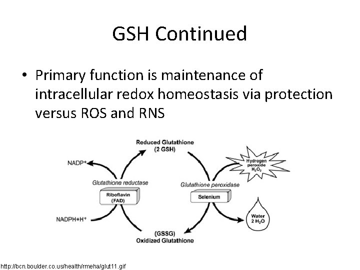 GSH Continued • Primary function is maintenance of intracellular redox homeostasis via protection versus