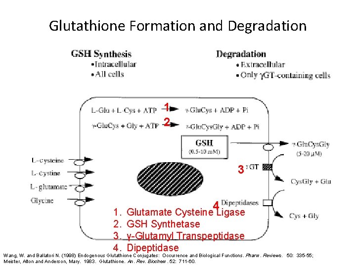 Glutathione Formation and Degradation 1 2 3 1. 2. 3. 4. 4 Glutamate Cysteine