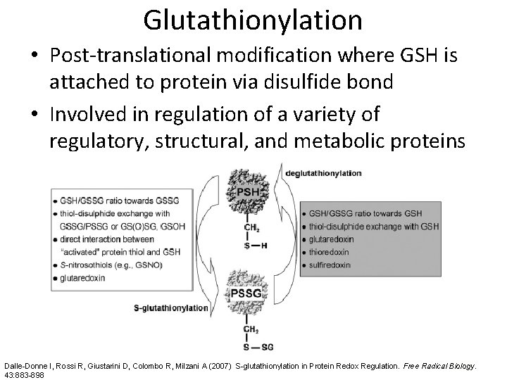 Glutathionylation • Post-translational modification where GSH is attached to protein via disulfide bond •