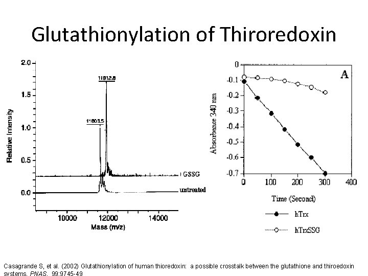 Glutathionylation of Thiroredoxin Casagrande S, et al. (2002) Glutathionylation of human thioredoxin: a possible