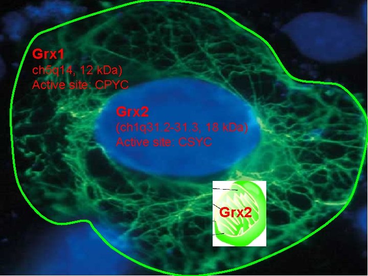 Grx 1 ch 5 q 14, 12 k. Da) Active site: CPYC Grx 2