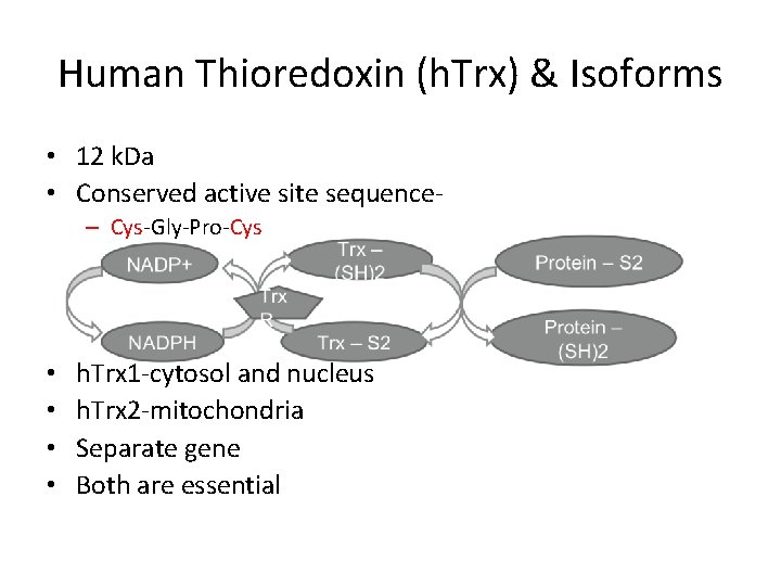 Human Thioredoxin (h. Trx) & Isoforms • 12 k. Da • Conserved active site