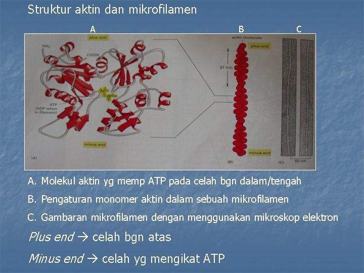 Struktur aktin dan mikrofilamen A B C A. Molekul aktin yg memp ATP pada