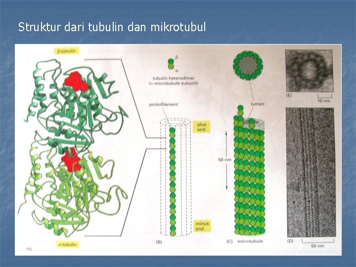 Struktur dari tubulin dan mikrotubul 