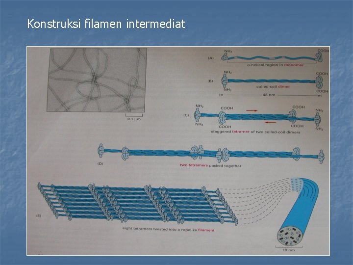 Konstruksi filamen intermediat 