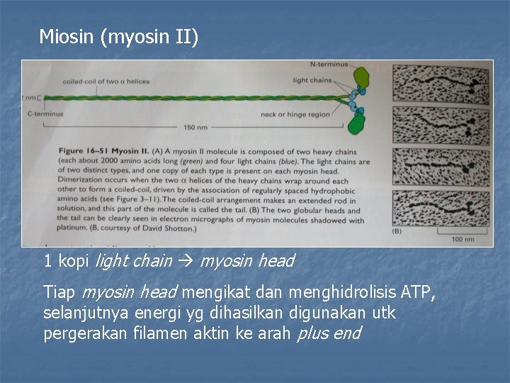 Miosin (myosin II) 1 kopi light chain myosin head Tiap myosin head mengikat dan
