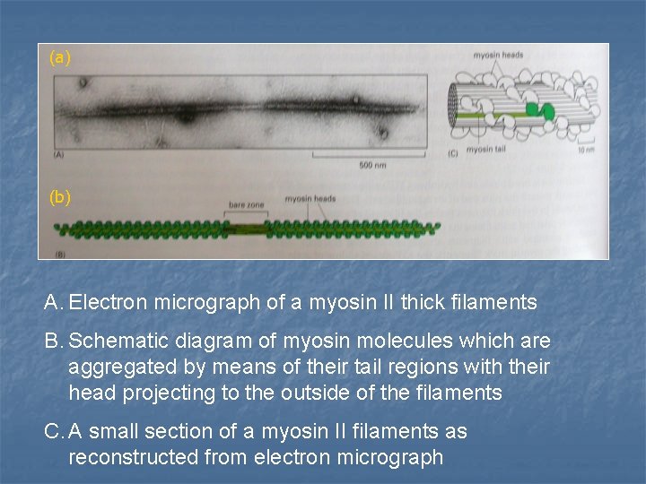 (a) (b) A. Electron micrograph of a myosin II thick filaments B. Schematic diagram