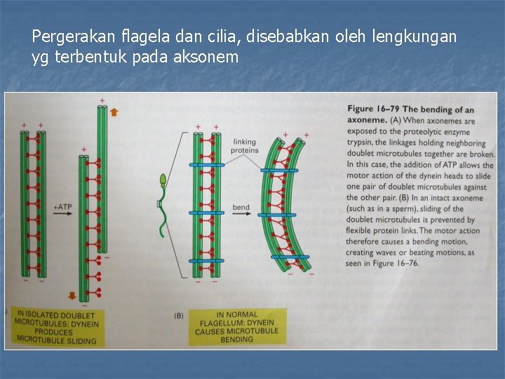 Pergerakan flagela dan cilia, disebabkan oleh lengkungan yg terbentuk pada aksonem 
