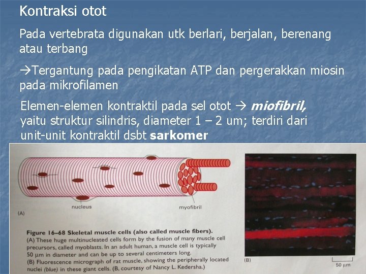 Kontraksi otot Pada vertebrata digunakan utk berlari, berjalan, berenang atau terbang Tergantung pada pengikatan