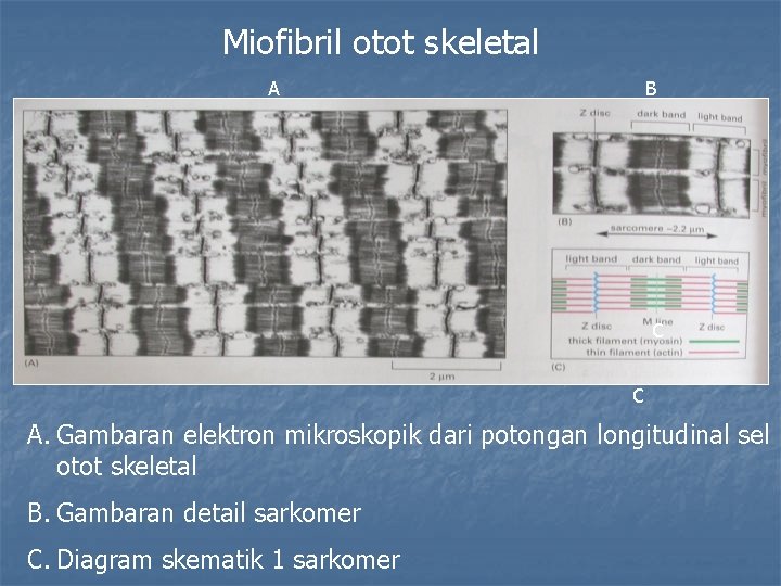Miofibril otot skeletal A B C C A. Gambaran elektron mikroskopik dari potongan longitudinal