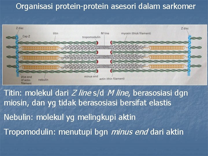 Organisasi protein-protein asesori dalam sarkomer Titin: molekul dari Z line s/d M line, berasosiasi