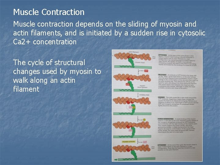 Muscle Contraction Muscle contraction depends on the sliding of myosin and actin filaments, and